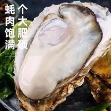 SOXW 乳山生蚝 4XL 特大 鲜活 2.5斤 单个4-5两