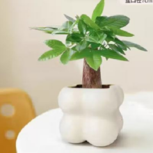 佰花锦 单杆发财树+PVC白泡泡盆 整体高度约15-25cm