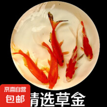 京喜  金鱼 精品草金  3-5cm10条 8送2条备损
