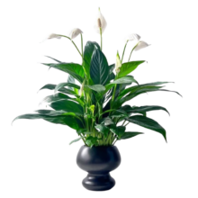 爱你一万年 精品白掌3株带花+原盆+营养液