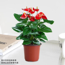 爱你一万年   水培红掌盆栽    促销 单棵红掌1-3朵花原盆