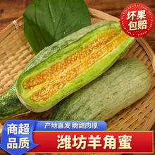 泽华果品 山东潍坊头茬羊角蜜甜瓜 当季新鲜水果现摘整箱 羊角蜜净重 4.5斤 -5斤3-6根
