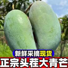 百亿补贴：正宗大青芒新鲜云南应当季孕妇水果皮薄大青玉芒果净重4.5斤