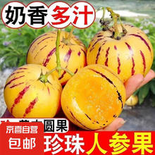 京喜 云南 石林人参果 树上熟圆果 30-50g 带箱3斤