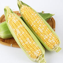 京百味 佳农宝菜山东新鲜水果玉米鲜嫩多汁健康轻食玉米5-6根4.5斤装源头直发