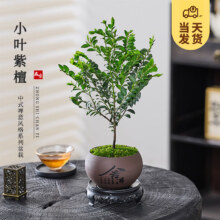 开时果 小叶紫檀盆栽桌面绿植黑骨茶舍得紫砂盆+苔藓+底托