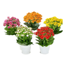 长寿花 四季开花+螺纹盆+底碟+肥料 带花带花苞发货