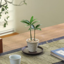 八芽 盆栽竹柏-手工锤纹杯-竹底托