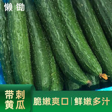 京鲜生 &懒锄 山东带刺长黄瓜净重5斤 口感脆爽源头直发包邮