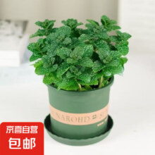 京喜自营 薄荷盆栽 带加仑盆 1盆