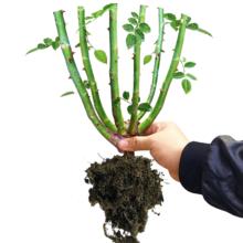 春优美 玫瑰花苗老桩特大花带花苞花卉绿植物盆栽月季蔷薇