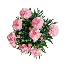 康乃馨带花苞【水粉色】 不含盆