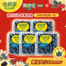 Driscoll's 怡颗莓 云南蓝莓 125g*5盒