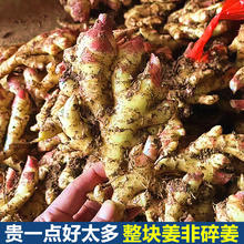 华秧 云南小黄姜农家自种5斤新鲜现挖生姜嫩姜月子姜土姜老姜时令蔬菜