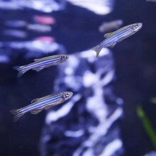百亿补贴：卡奇鱼斑马鱼淡水观赏鱼 糖果斑马10条1.5-2.5cm最少3种色8.8元