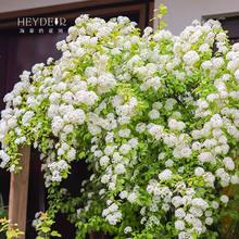 海蒂 花叶锦带 14cm盆 花卉 10cm-19cm 耐寒耐冻