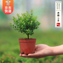 开时果 小叶赤楠盆栽 小杯4.9元包邮