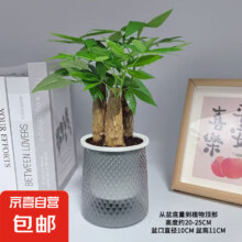 发财树盆栽小盆景三杆发财树 5-8cm繁星吸水盆送肥料