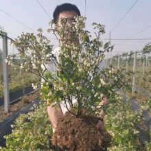 特大果蓝莓树苗 薄雾蓝莓6年苗快速结果 含原土