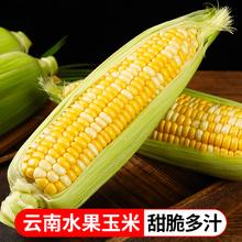 萧鲜生 云南新鲜金银 水果玉米 4.5斤（特大果）