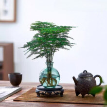 佰花锦水培植物室内花卉绿植盆栽办公室四季常青好养活桌面盆景懒人首选 水培小玻璃瓶 文竹 圆形底座 整体高度约10-20cm/不同植物高度不同2.8元