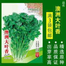 蕾硕 蔬菜种子 澳洲大叶香菜 1000粒