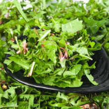 现挖蒲公英 食用野生带根 纯山野菜250g