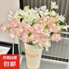 水仙百合 鲜花 云南直发 颜色随机10支