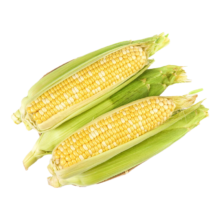 京觅云南金银水果玉米3斤 新鲜蔬菜生鲜现摘带皮玉米棒子 源头直发