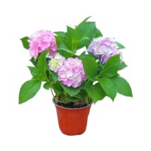绣球花苗四季种大八仙花花卉 1棵绣球含原盆