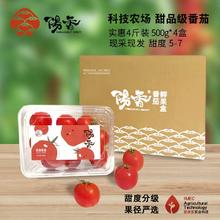 阳香 高端小番茄 500g*2盒 甜度5-7