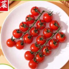 佳农 宝菜山东串收樱桃小番茄净重420克*2盒