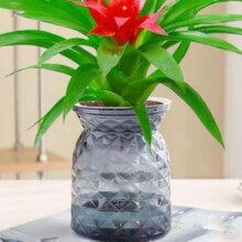 京喜自营 整体高度20-25cm 红掌花卉植物  鸿运当头+塑料星钻北欧盆【2盆】 盆口直径约9cm
