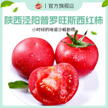 自然搭档 陕西普罗旺斯西红柿沙瓤生吃水果4.5装 新鲜当季蔬菜 水果西红柿中果 4.5斤 12-16枚
