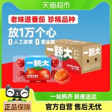 一颗大 玫瑰草莓番茄4颗 （共计240g）