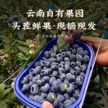 迎畔云南高山蓝莓鲜果【顺丰/JD】花香蓝莓新鲜应季孕妇水果礼盒装 精选特大果【单果18mm+】 100-125g*6盒【超划算】