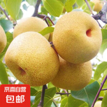 山西贡梨4斤带箱大果