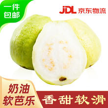 京鲜生 软糯奶油白心芭乐 净重3斤装单果150g+