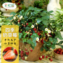 彩虹田四季奶草莓种子150粒