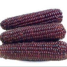 黑糯玉米3根 单棒＞220g