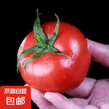 山东大红番茄西红柿农家自种新鲜水果生吃沙瓤番茄应季蔬菜自然熟 沙瓤番茄 5斤