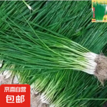 正品四季小香葱约800粒1包+肥料