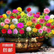 混色重瓣太阳花约500粒/包