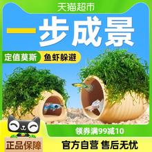 yee 躲避屋鱼缸造景莫斯水草植物装饰摆件陶罐洞小型鱼繁殖罐虾屋