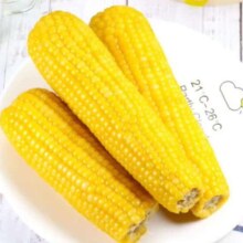 东北黄糯玉米真空装230g10棒