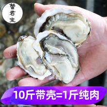 蟹君宝 鲜活生蚝现剥 5盒装/大蚝肉 每盒约5-10个 送蒜蓉