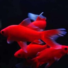 鹦鹉鱼观赏鱼冷水鱼金鱼宠物招财精品 冷水血鹦鹉1条【3-5cm】