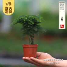 开时果 各类小盆栽绿植素材苗 文竹 小杯
