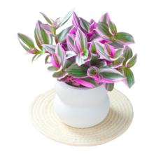紫叶吊兰观叶耐阴植物 婚礼油画配双层云朵盆【套组】