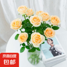 玫瑰花云南鲜花 香槟玫瑰10枝